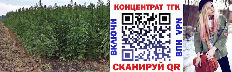 ТГК Wax  Чекалин 